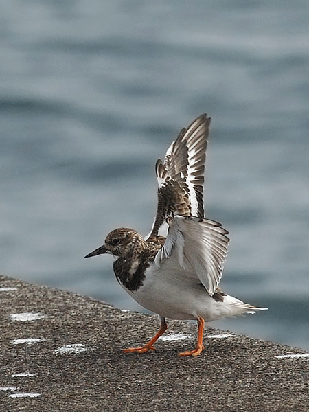 Karikukko, Ruddy Turnstone, Arenaria interpres